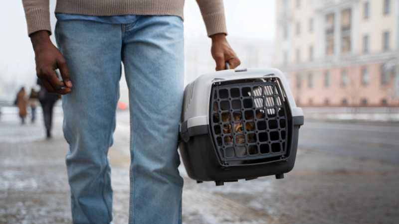 How Pest Control In Escondido Protects Your Home And Health